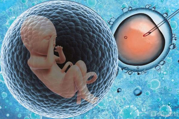子宫腺肌症供卵试管可以移植2个囊胚吗