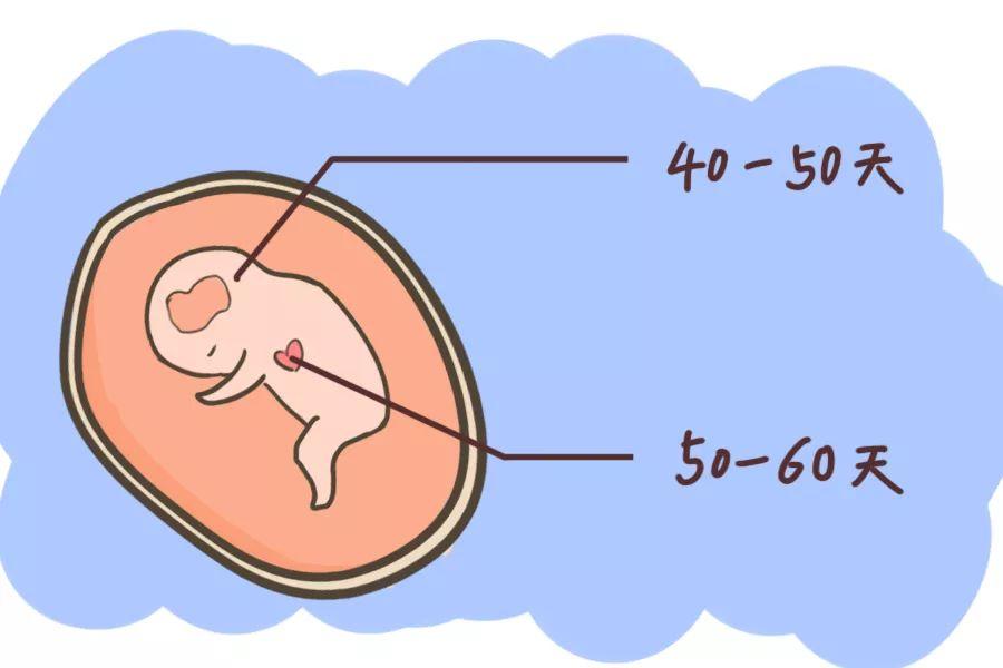 广州汇恩借卵试管代怀中心婴儿费用多少钱（成功率高吗？）